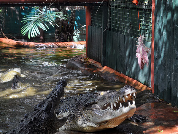 Marineland Melanesia - Crocodile Feeding Show