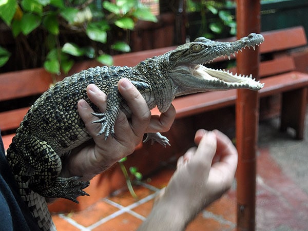 Marineland Melanesia - Baby Crocodile