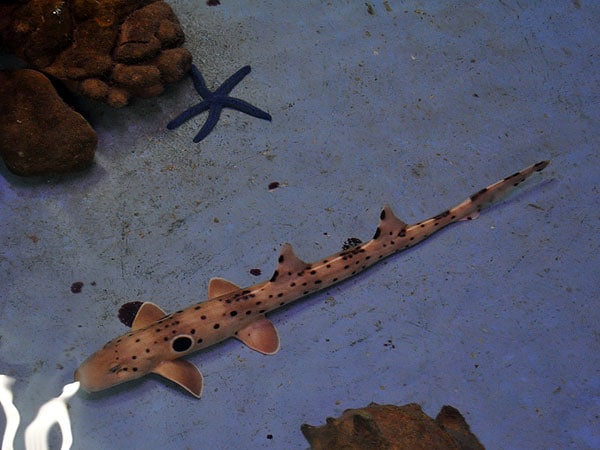Woebegone Shark at Marineland Melanesia