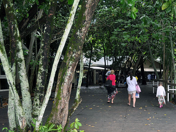 Walking to the beach through rainforest boardwalks
