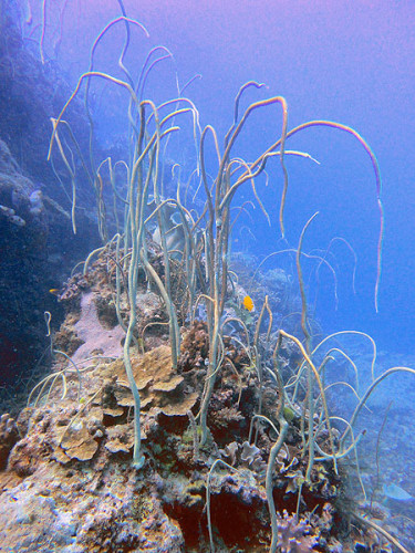 Sea Whips at Long Bommie