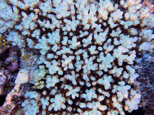 Great Barrier Reef Corals