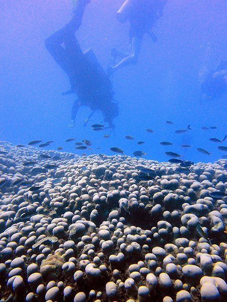 Schools of Great Barrier Reef fish