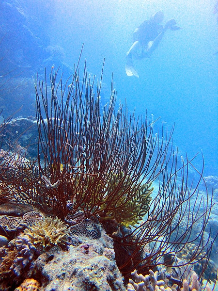 Diving Great Barrier Reef in winter