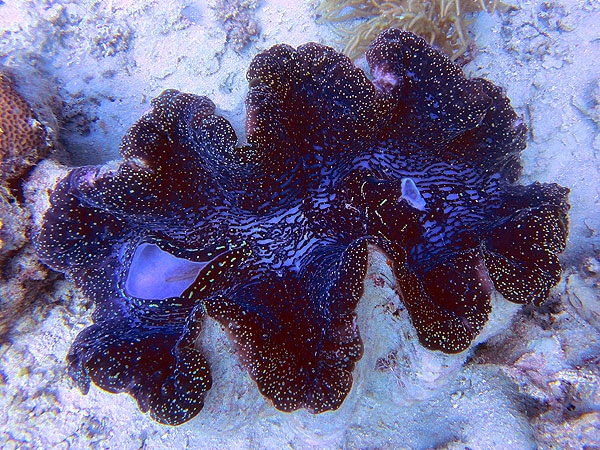 Giant Great Barrier Reef Clams