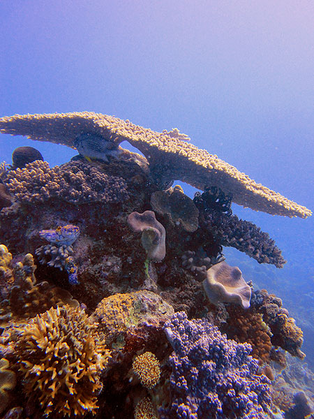 Table Coral at Long Bommie