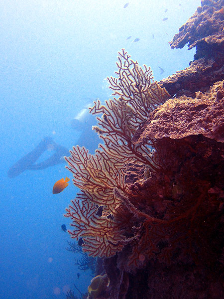 Diving at Michaelmas Cay