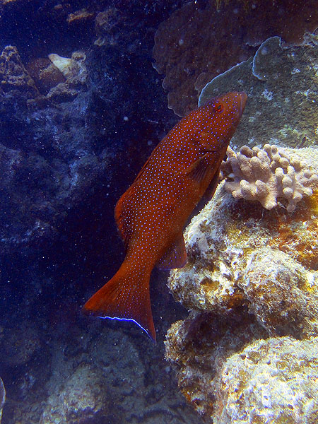 Great Barrier Reef Fish - Coral Trout