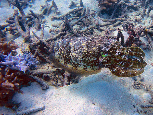 Great Barrier Reef Cuttlefish