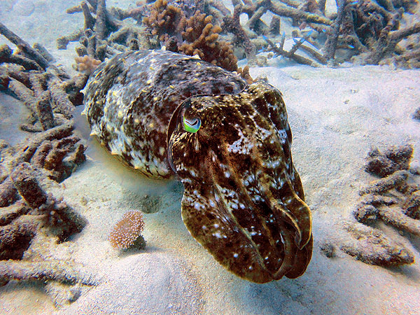 Cuttlefish on Milln Reef at PETAJ dive site
