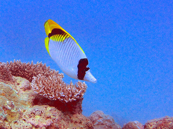 Great Barrier Reef Butterflyfish