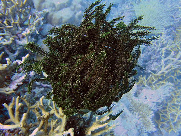 Cool Feather Star on Great Barrier Reef