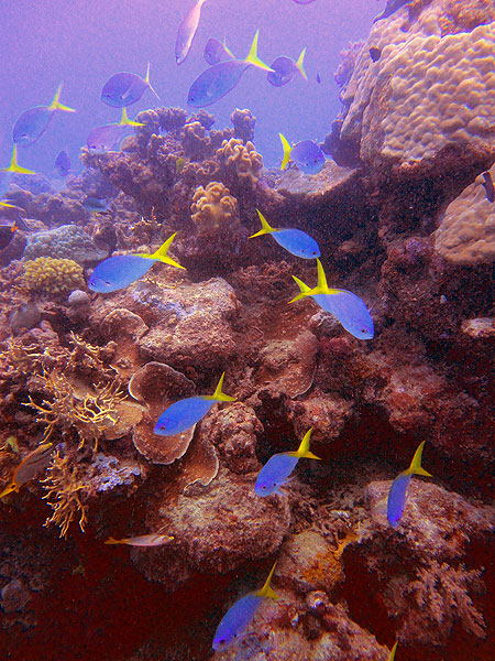 Yellow-tailed Fusiliers at Milln Reef PETAJ