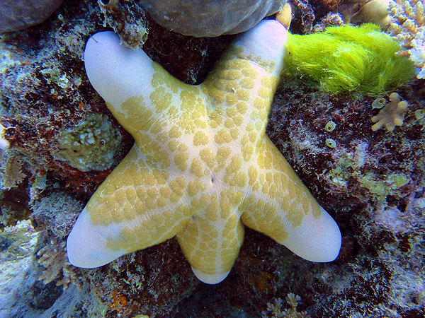 Granulated Sea Star on Cairns Milln Reef