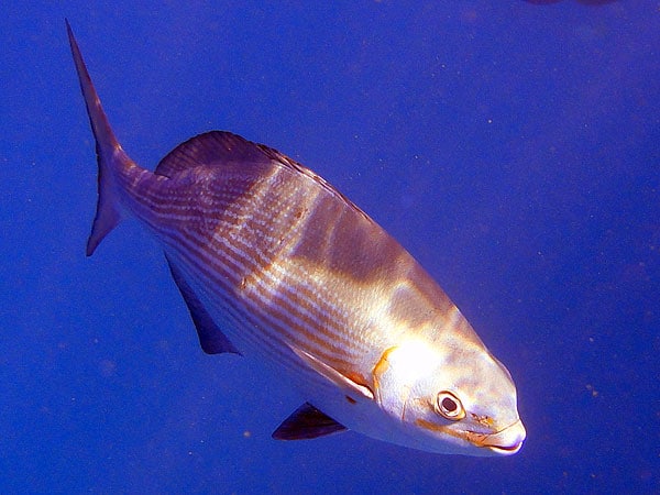 Great Barrier Reef fish, close to Scubapro