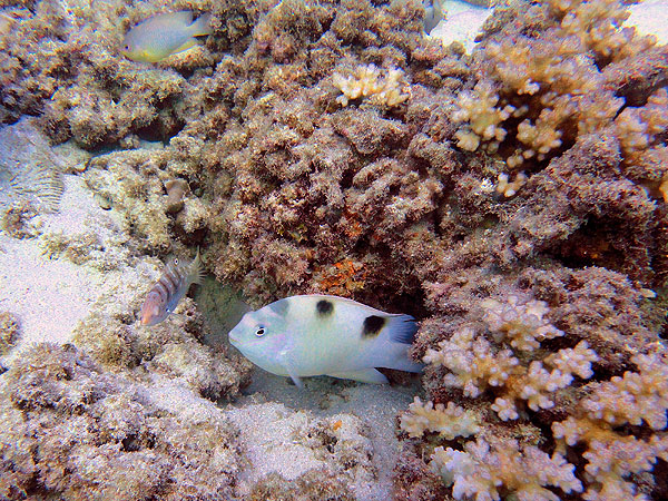 White Damsel at Whale Bommie on Milln Reef
