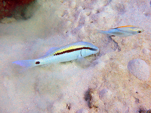 Dash-dot Goatfish at Whale Bommie on Milln Reef