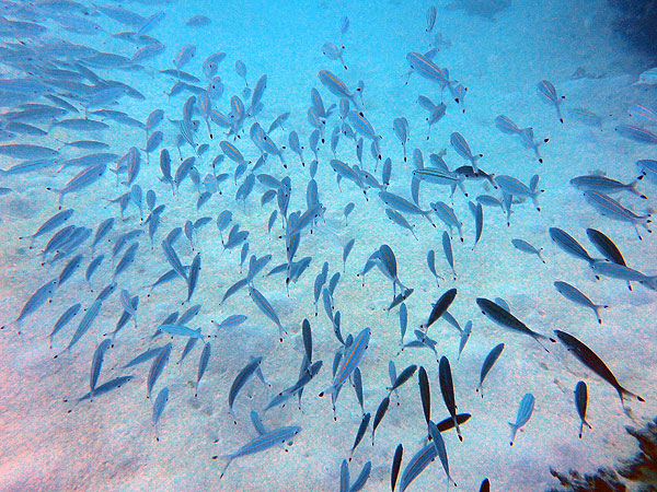 School of Variable-lined Fusiliers at Whale Bommie, Milln Reef