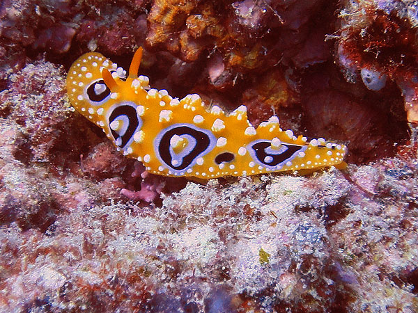 Nudibranch at Flynn Reef