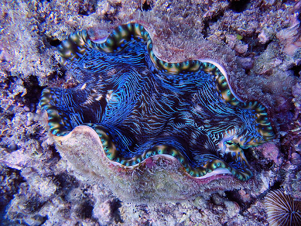 Giant Clam at Flynn Reef