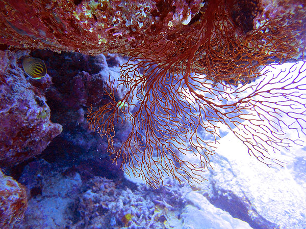 Great Barrier Reef Sea Fan