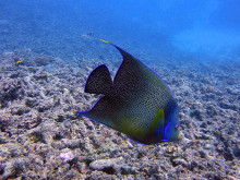 Half-circled Angelfish at Flynn Reef, Cairns