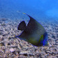 Half-circled Angelfish at Flynn Reef, Cairns