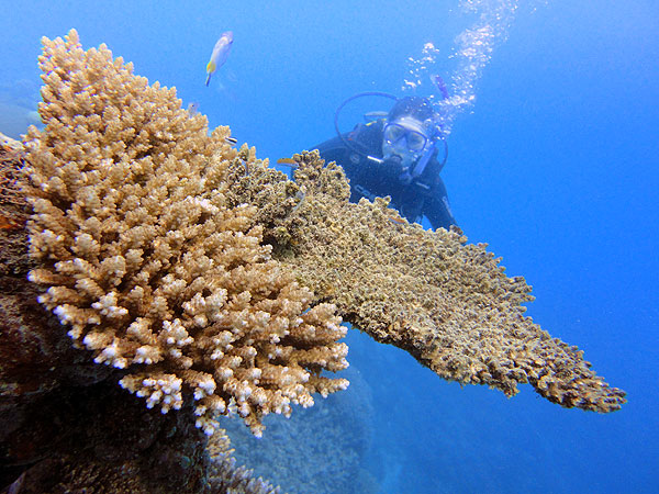 Large plate corals at Tennis Courts on Flynn Reef, Cairns