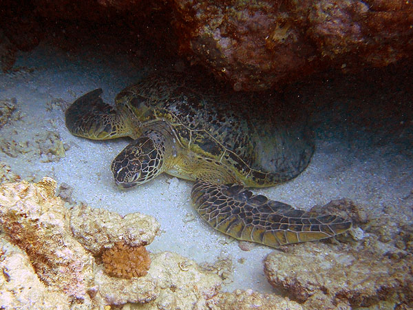Green Sea Turtle resting on Flynn Reef