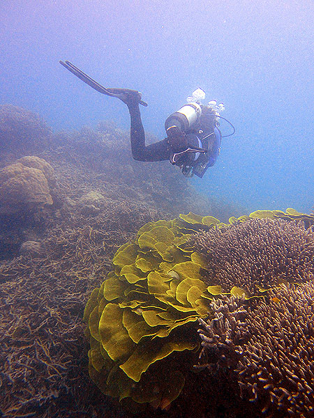 Diving over interesting Cabbage Coral on Flynn Reef