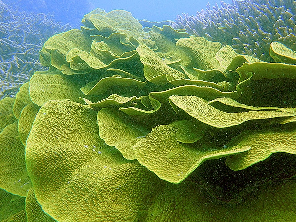 Cabbage Coral - Cairns Great Barrier Reef