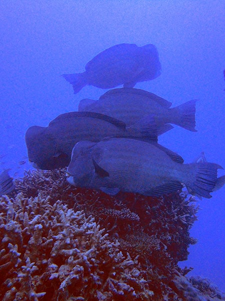 Bumphead Parrotfish at Little Traceys on Flynn Reef