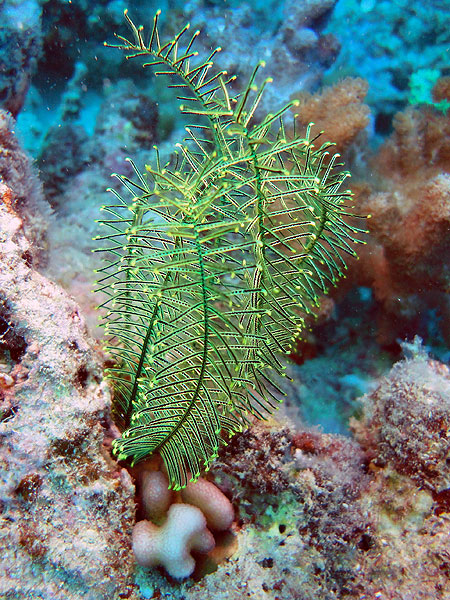 Great Barrier Reef - Cairns Flynn Reef