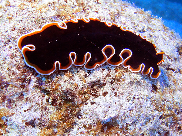Great Barrier Reef Flatworm, Flynn Reef