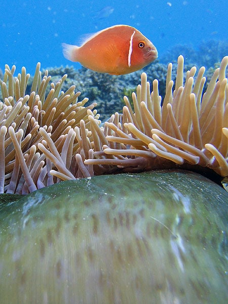 Magnificent sea anemone with Pink Anemonefish