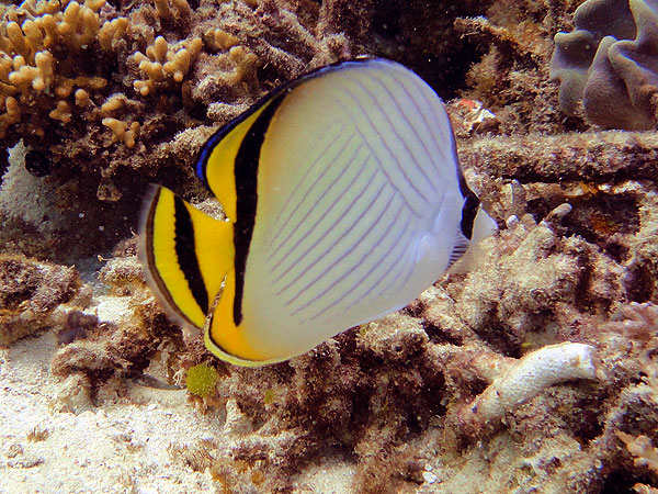 Great Barrier Reef Butterflyfish