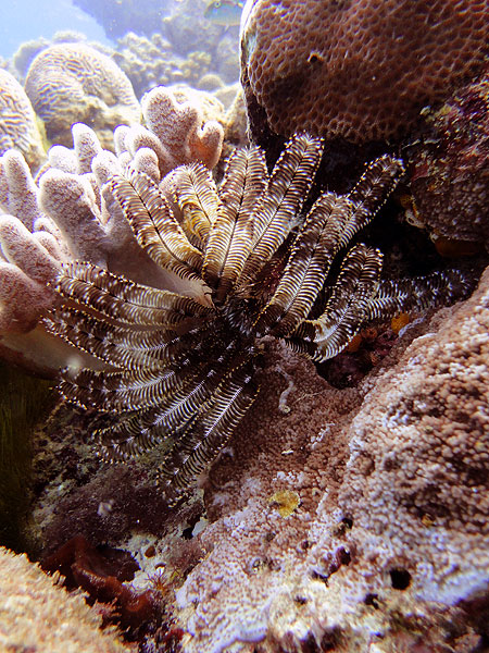 Feather Star at Traceys on Cairns Great Barrier Reef