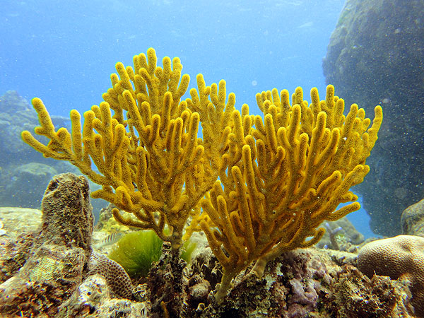 Yellow Great Barrier Reef Coral