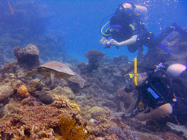 Diving with sea turtles on Cairns Great Barrier Reef