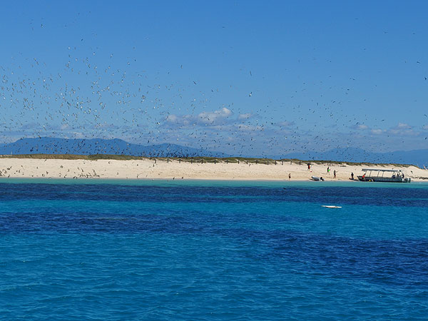 Michaelmas Cay - seabird breeding sanctuary