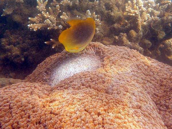 Butterfly Fish at Fitzroy Island
