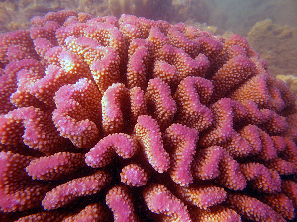 Vibrant pink corals at Fitzroy Island