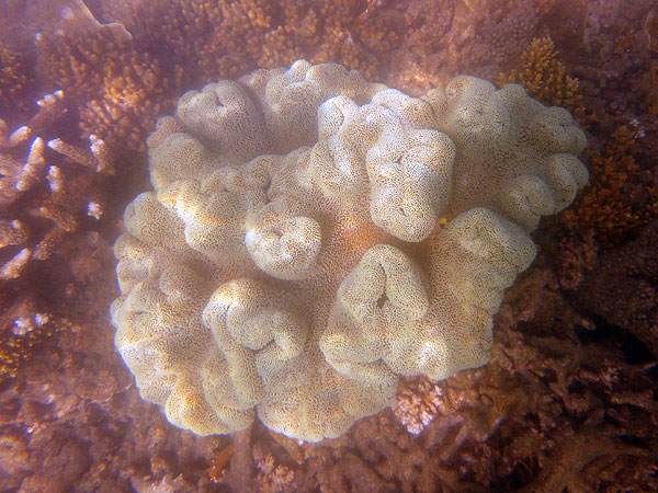 Mushroom Leather Coral at Fitzroy Island