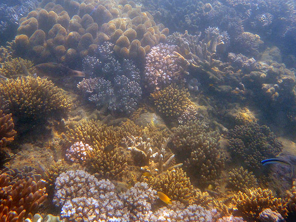 Fitzroy Island Great Barrier Reef