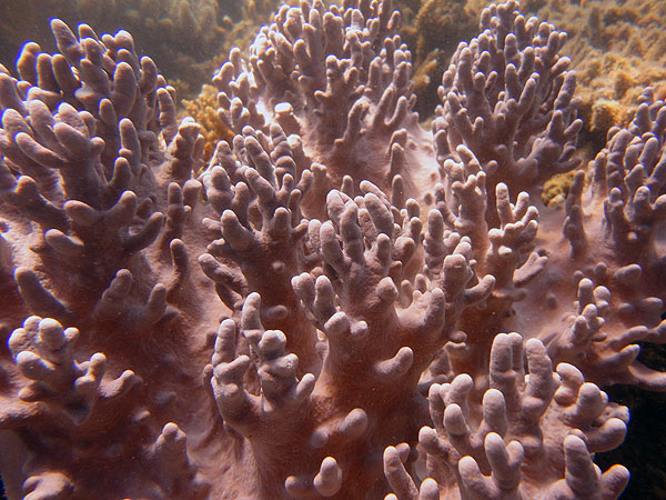 Great Barrier Reef corals at Fitzroy Island