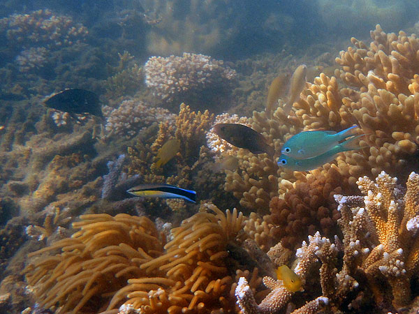 Cleaner Wrasse and Blue-green Chromis
