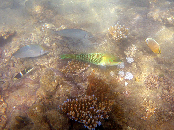 Great Barrier Reef Fish at Fitzroy Island