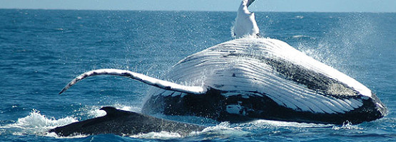 Cairns Whale Watching Tours Now Open for 2011