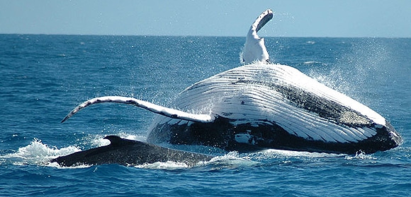 Cairns Whale Watching Tours Now Open for 2011