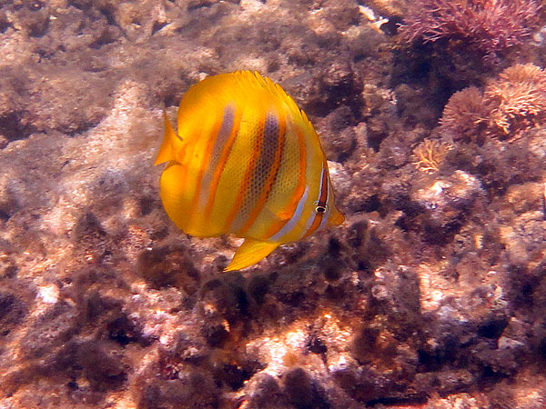 More bright butterflyfish